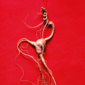 朱洪达人参之道 头像