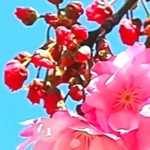 紫气东来Q9LO
