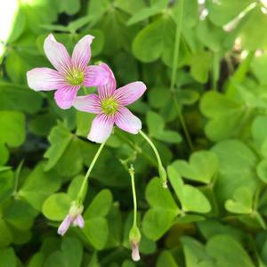 槿言妈妈爱美食 头像