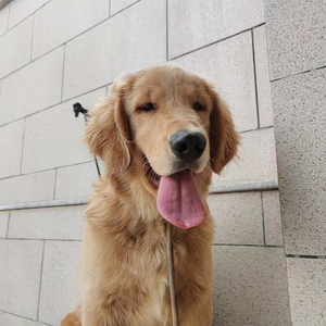 没感情的汪 头像