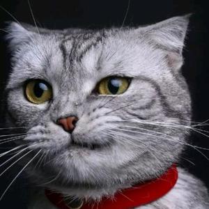 阿睿—燕云十六声 头像