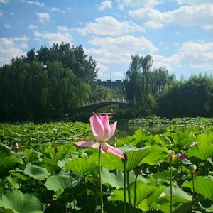 湖水里划桨的游人 头像
