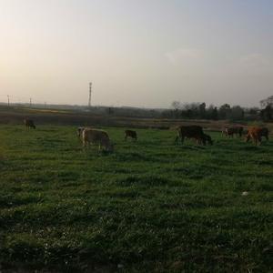 1平凡在养牛 头像