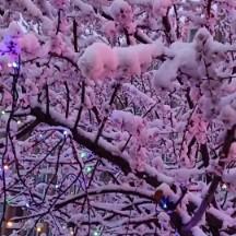 花开向前