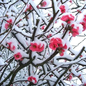 朵朵雪花头像