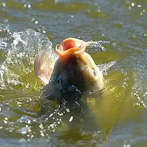 静水钓韵 头像