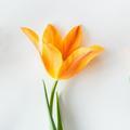 芒果玩机 头像