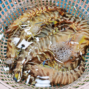 沉浸式赶海 头像