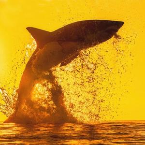 不负人生优雅 头像