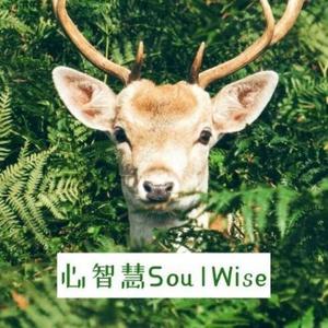 心智慧soulwise 头像