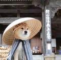 我与夏博士