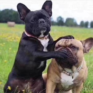 猛踹瘸子那条好腿bbp 头像