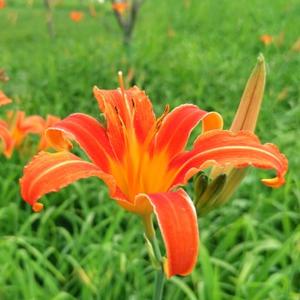 好学芒果 头像