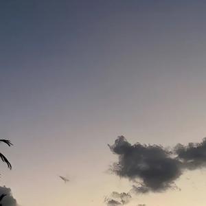 优美百灵鸟Ji 头像