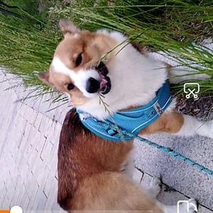 猪乂巴讲故事 头像