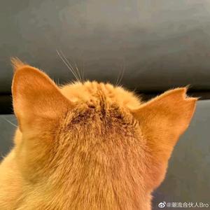 魔法西柚r 头像