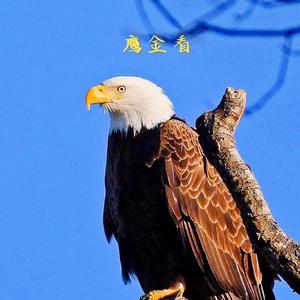 鹰金看 头像