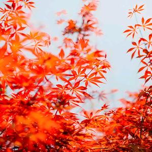 笑傲江湖_ 头像