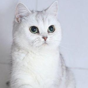 辛巴是只单身喵 头像