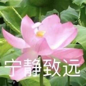 落花無聲头像