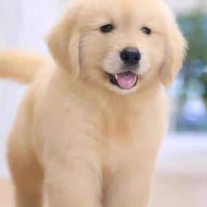 冷水煮青菜 头像