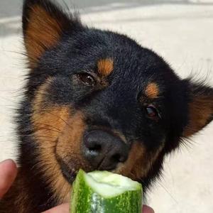 版纳艾小贾 头像