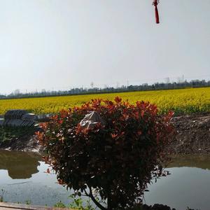 聪明她会回来的 头像