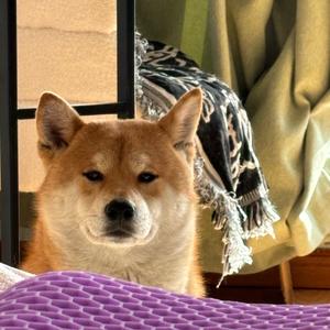 胖鱼爱八卦 头像