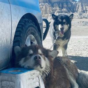 火哥的秘密基地 头像