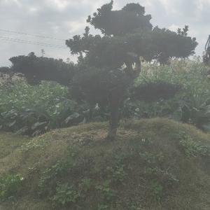 遇风落雨 头像