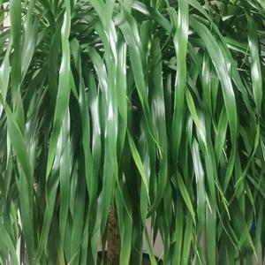 王老师给你讲道理 头像