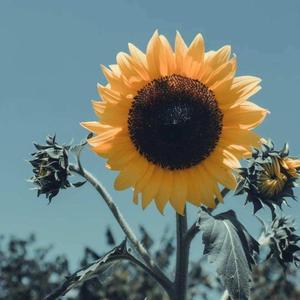 新选电商日记 头像