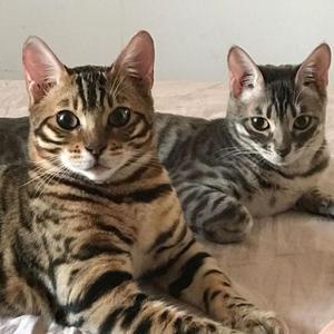 猫爸猫妈的style 头像