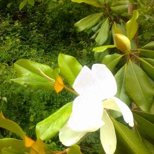 忘忧草赵治国