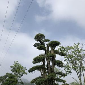 极速宇宙ZHC 头像