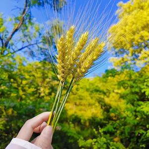 @沙河红娘芳姐 头像