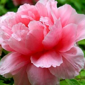 梦想成真芬芳