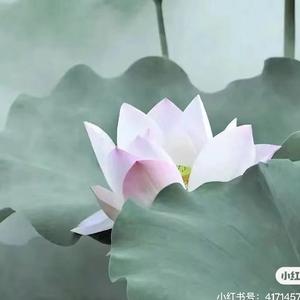 笑口长开 头像