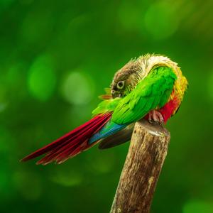 不止一米的一米羊 头像