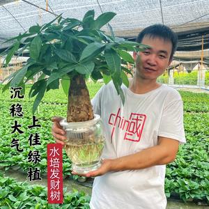 邓掌柜绿植园头像