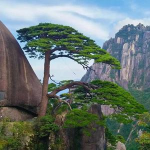 黄山旅游600054 头像