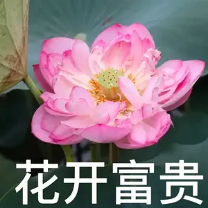 晓雯唠嗑头像