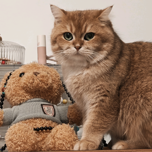 福福和岩烧芝士 头像