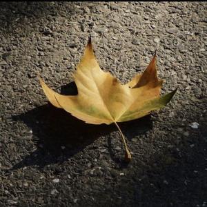 秋风扫落叶个人号