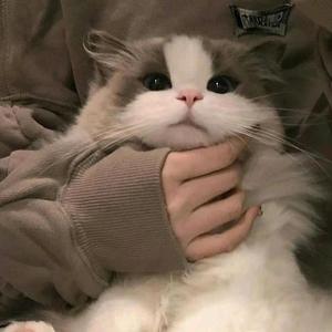 小Z聊感情 头像