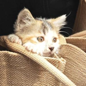 猫烧鱼 头像
