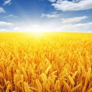 爱文爱学习 头像