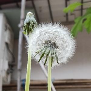 八月的天空 头像