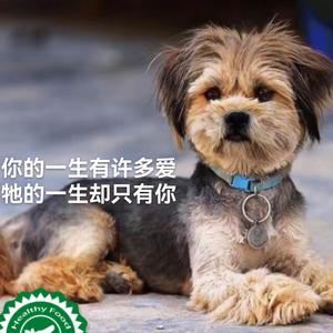 延安流浪动物救助 头像