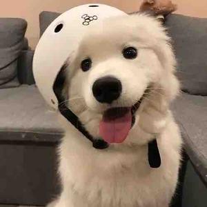 黑马游戏君 头像